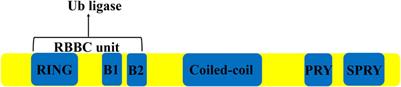 Emerging roles of TRIM27 in cancer and other human diseases